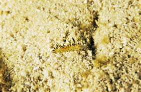  Crimora lutea (Sea Slug)